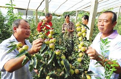 库尔勒市英下乡：大棚红枣铺就致富路（图：1）