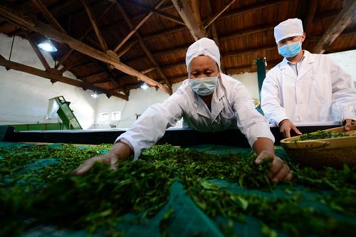 5月24日，在甘肃省陇南市武都区裕河乡的一家茶叶企业内，工人在红茶加工生产线上工作。