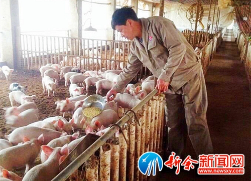 江西渝水区：生态养猪美了乡村富了农民
