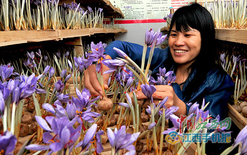 张单英开创江西种植藏红花先河 贫困农民走上致富路