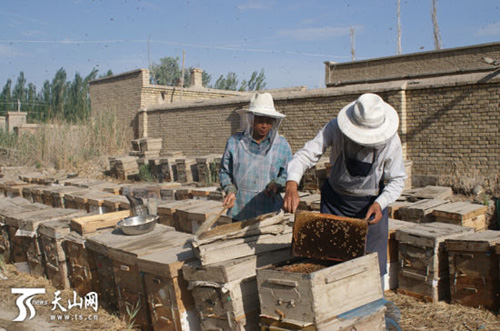 新疆博湖县：村民养蜂致富