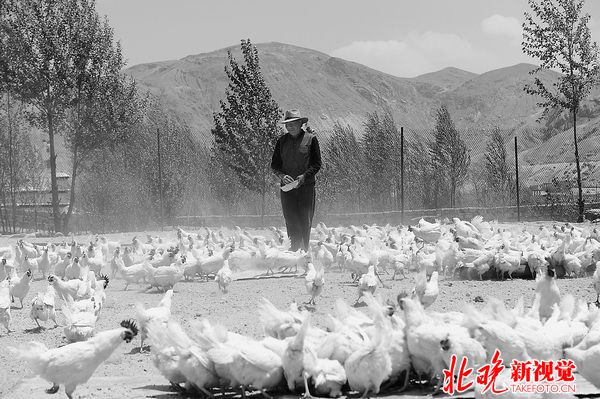 北京人有望在明年吃上尼木藏鸡蛋