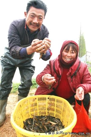 江西余干县黄鳝、泥鳅等特种水产助农养殖致富