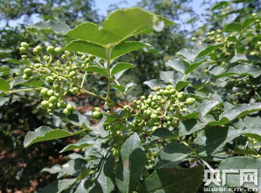 河南渑池：一棵花椒树的致富经