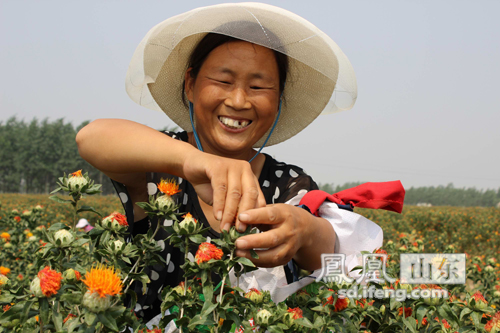 定陶县仿山镇前王楼村工人们正在采摘成熟红花