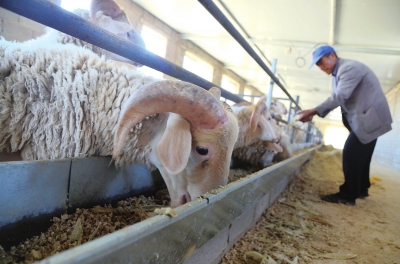 甘肃榆中县：特色“甘草羊”养殖创高端市场