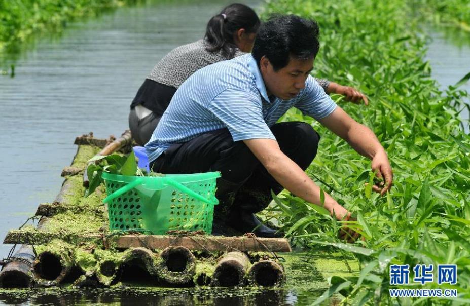 6月8日，傅珍检（前）在采摘水培蔬菜。