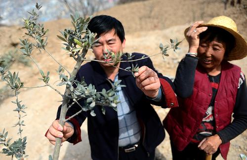 3月18日，在甘肃省陇南市武都区白龙江沿岸的山坡上，林业技术人员（左）在指导农民种植油橄榄树。