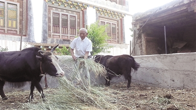 西藏昌都的养牛致富经