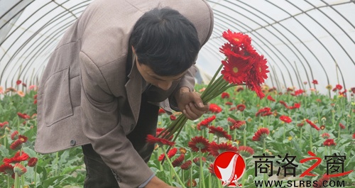 陕西柞水：新合村里鲜花艳