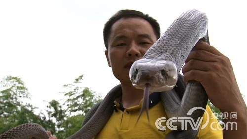 胡志明：养毒蛇是我一辈子的梦想《致富经》