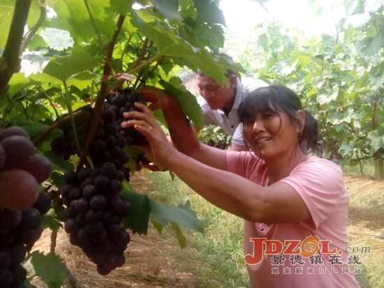 江西浮梁茶培村：退伍军人种植葡萄致富