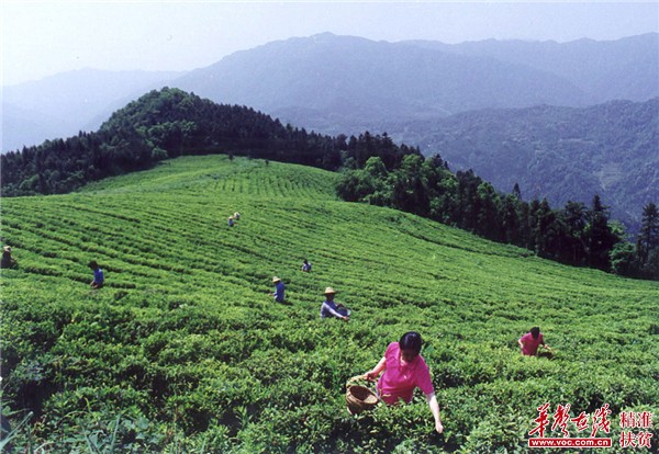 碣滩茶成沅陵农民致富的主导产业之一