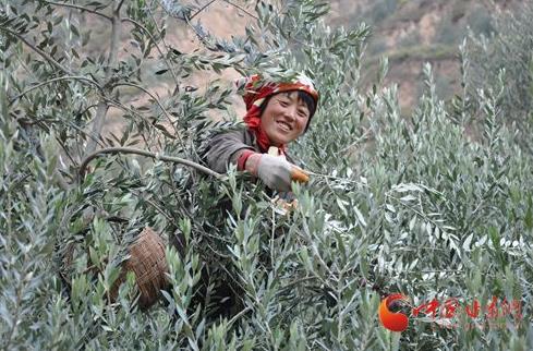 看着满枝的油橄榄，果农的脸上笑开了花