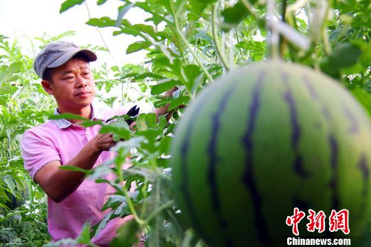 新疆托克逊县“牛奶西瓜”成农民致富新宝贝