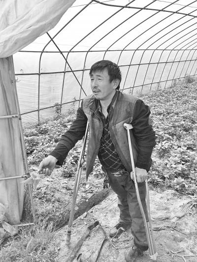 男子拄双拐种植400亩苕尖红薯 带领200余乡亲致富
