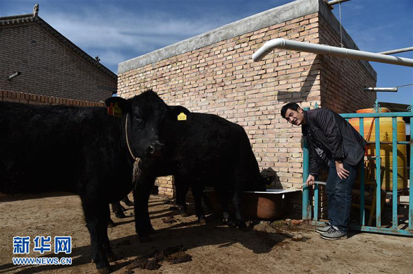 在宁夏固原市原州区头营镇石羊村，马万武给先期购置的黑安格斯牛喂水（11月2日摄）。