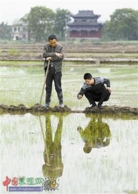 袁松松和一有意加入合作社的种粮大户讨论水稻种植。