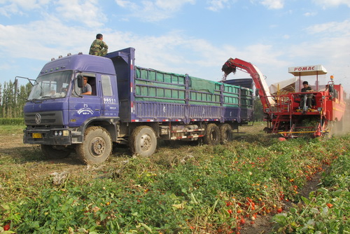 新疆兵团一四三团今年5000亩机采番茄可节省采摘费2100万元