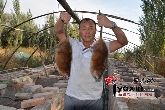 新疆和静县农民养殖麝香鼠喜获成功