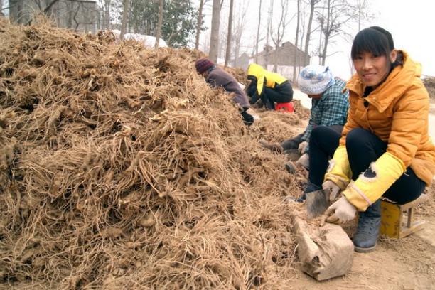 安徽亳州古井镇：中药材种植鼓起了农民“钱袋子”