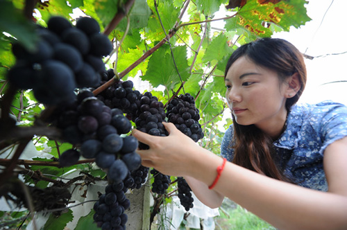 湖南长沙岳麓区：“小葡萄”串起富民大产业