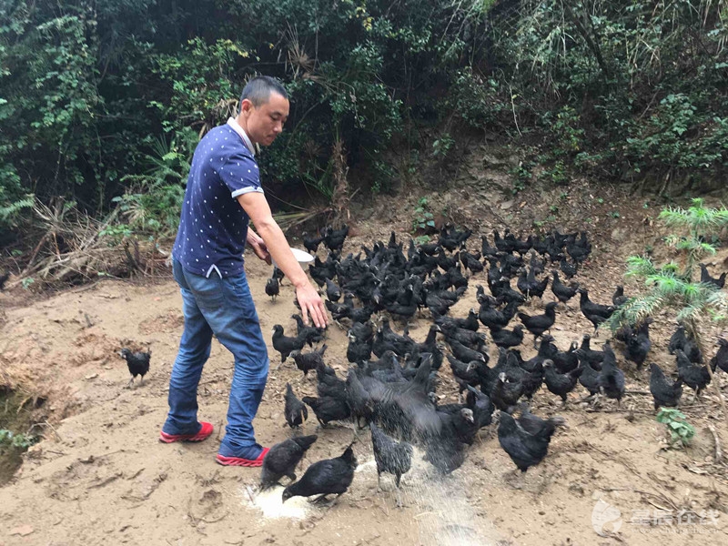 长沙县贫困户“抱团”养鸡致富 户均增收5000元