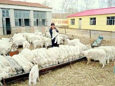 安徽让乡亲富起来的养羊梦
