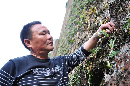 4月22日，徐南京在查看铁皮石斛的生长情况。