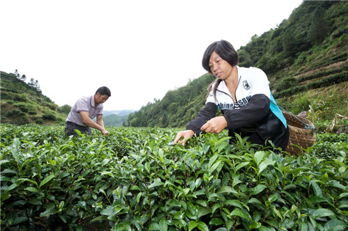 10月9日，王明江（左）与妻子王世菊在茶园采茶。