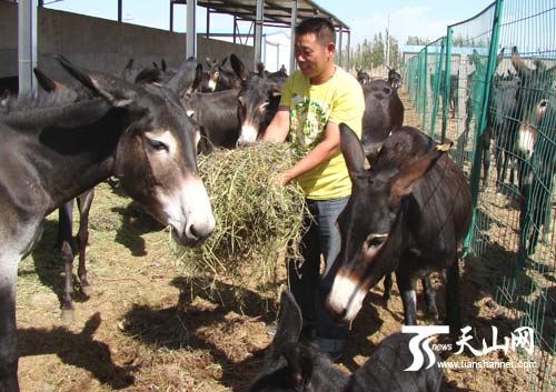 新疆温宿县着力发展特色养驴业促农增收