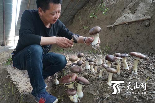 大球盖菇在新疆新和县试种成功