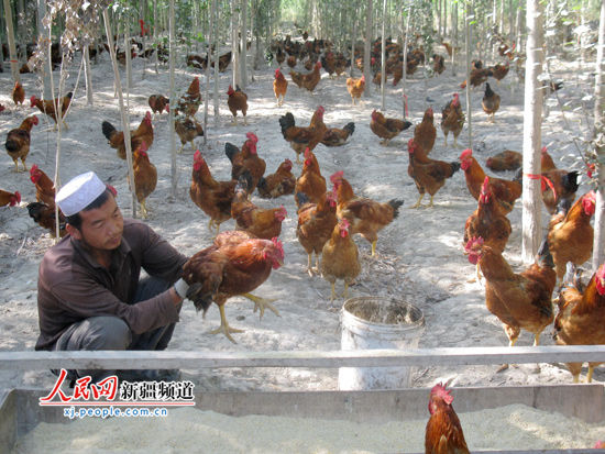 新疆巴州：散养绿色鸡 农民致富忙