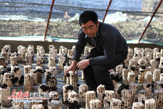 新疆布尔津：食用菌种植大户带领村民走上致富路