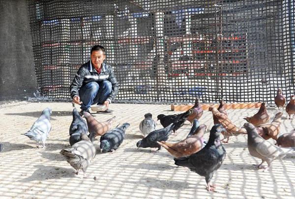 王文杰饲养的价值不菲的孔雀鸽。