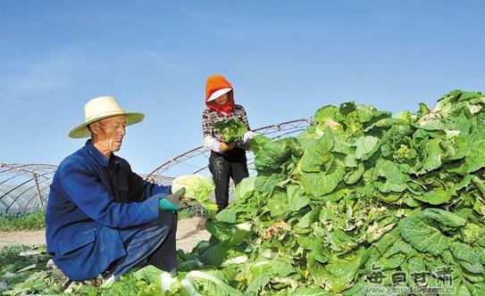 甘肃肃州区积极发展蔬菜种植产业增加农民收入
