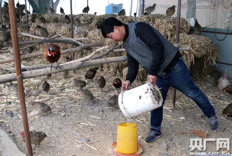 新疆呼图壁农民养殖七彩鸡 撬开致富门