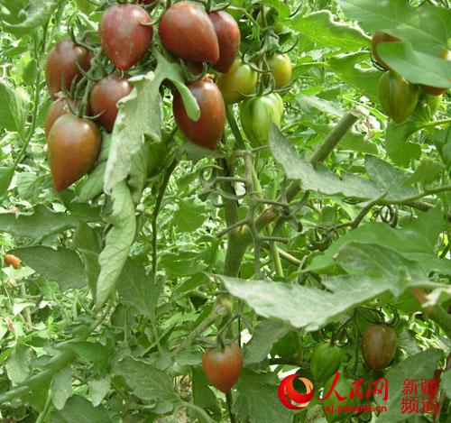 新疆尉犁县首家黑西红柿种植走俏市场