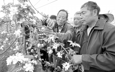 林芳立（右三）在向登封市唐庄乡三官庙村的果农传授苹果的疏花技术