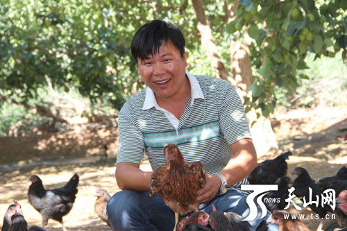 新疆库车一青年养殖绿色生态鸡一只零售上百元