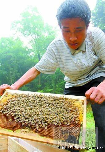 湖南湘潭县：爱心与蜂共舞同享甜蜜事业