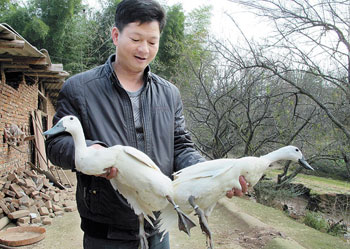 闽西连城县：药用白鸭真是绝 生态养出“连城诀”