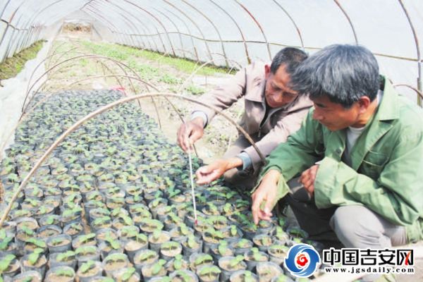 陈吉生（左一）指导村民用温度计掌控早蔬菜秧苗