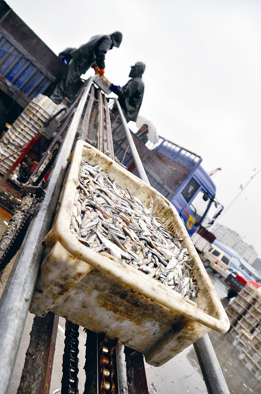 山东青岛：青鳞渔汛缓缓来 一周捕捞八万斤 渔民毛收入达万余元