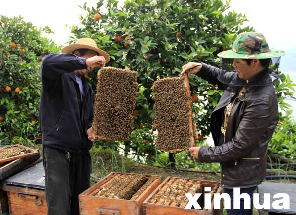 4月29日，三峡库区湖北秭归县泄滩乡陈家湾村五组村民陈宗红（左）与妻子周志香在柑橘园里放养蜜蜂。