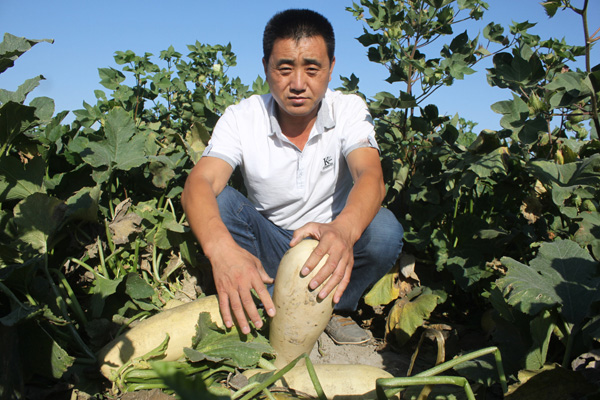新疆精河县茫丁乡村民棉花地里种植“西葫芦”增收致富