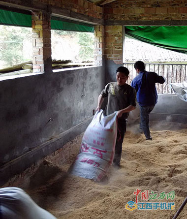 大学生舍弃繁华回山沟 养猪种稻解民忧