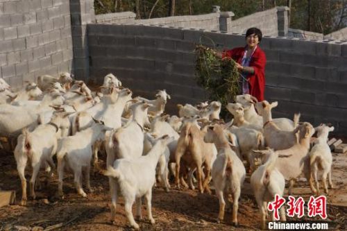 三峡“羊门女将”科学养羊带领乡亲致富