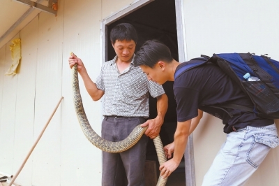 福建建宁：山林里的“龙凤传奇”