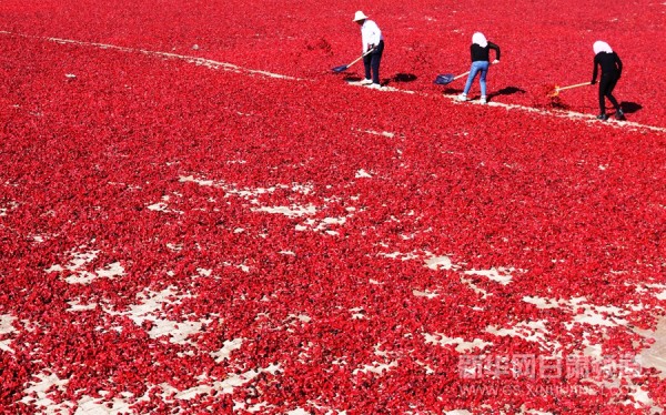 9月13日，甘肃省玉门市花海镇辣椒农民合作社的工人在晾晒红辣椒。